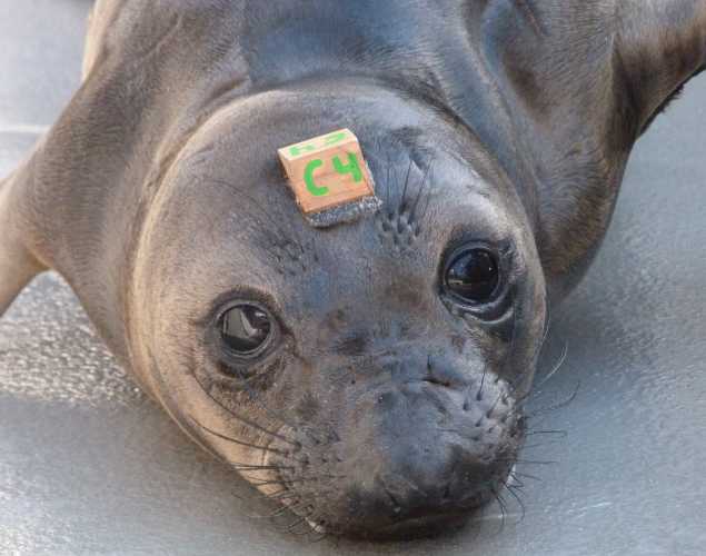 northern elephant seal Bagheera