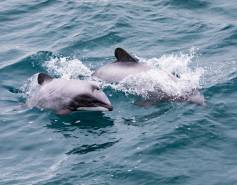 Hector's dolphin and calf