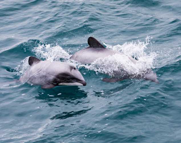 Hector's dolphin and calf