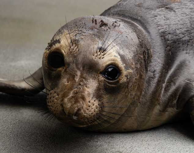 northern elephant seal Thomasina