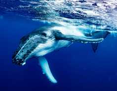 humpback whale underwater