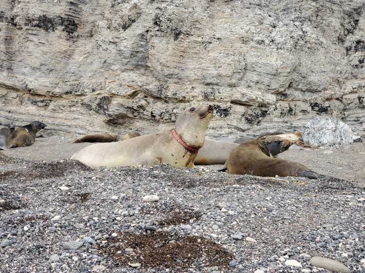 An elephant seal on a beach has a red plastic bucket lid rim entangled around its neck.