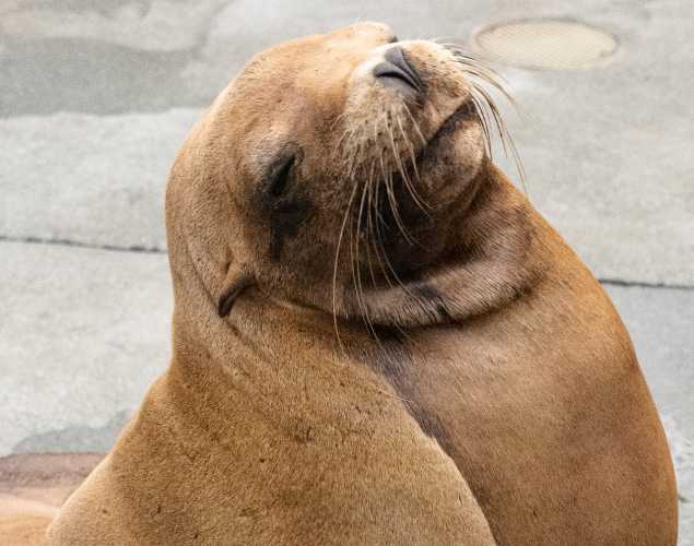 wavey california sea lion