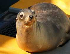 California sea lion
