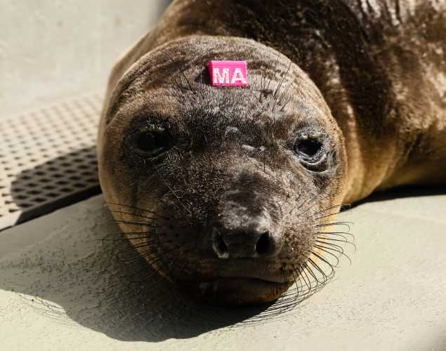 northern elephant seal Hapuna