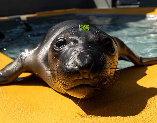 northern elephant seal Kisby
