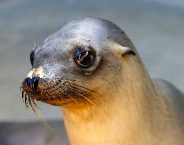 California sea lion Gigi