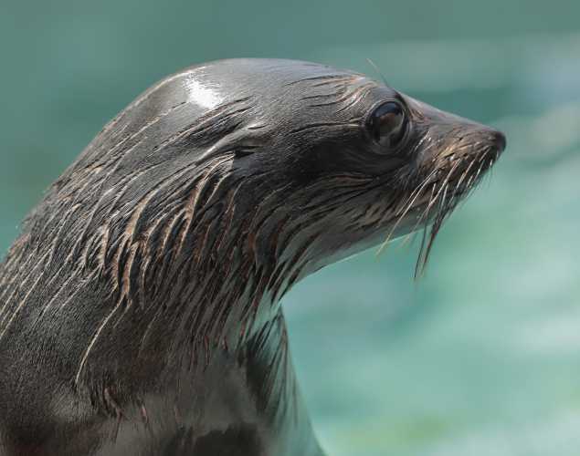 Guadalupe fur seal Chalokian