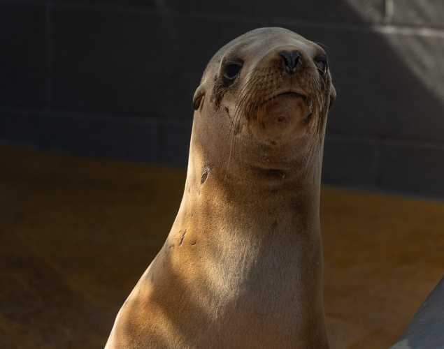 California sea lion