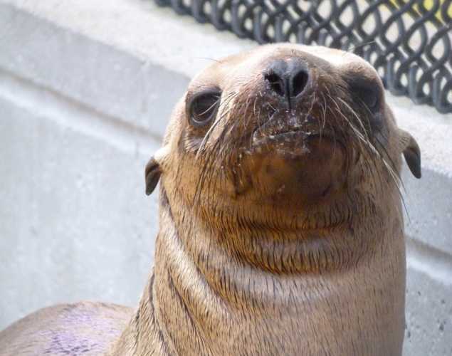 California sea lion Chandas