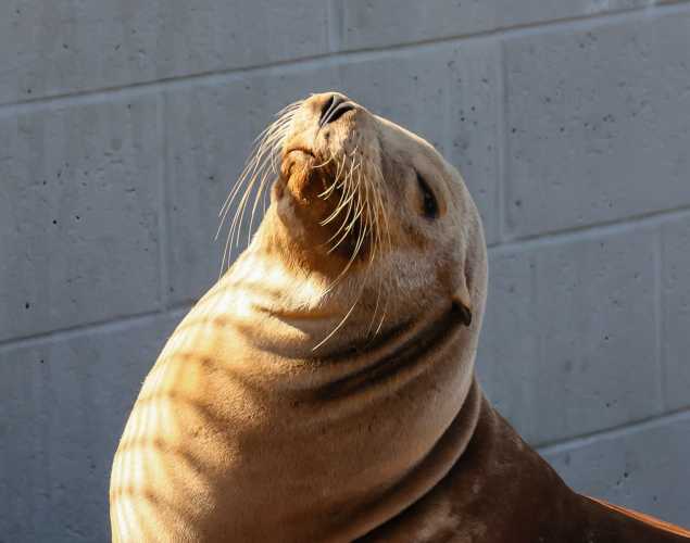 California sea lion Gubbins