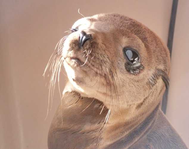 California sea lion Subsea