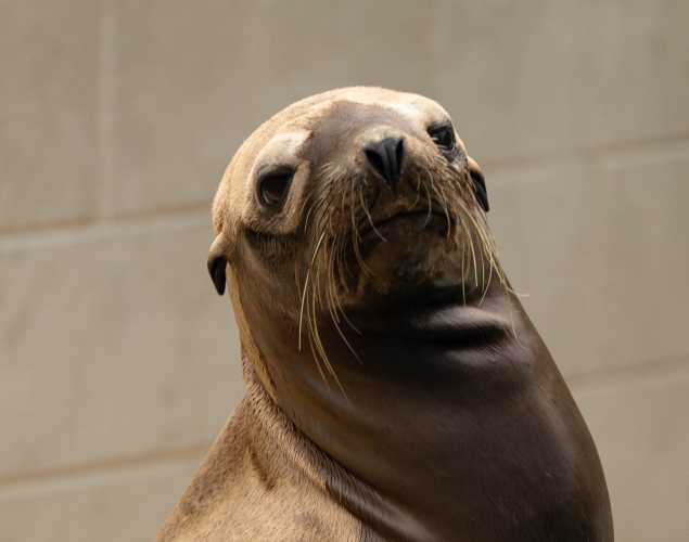 California sea lion Cutlass