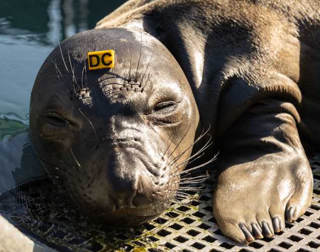 northern elephant seal Sandworm