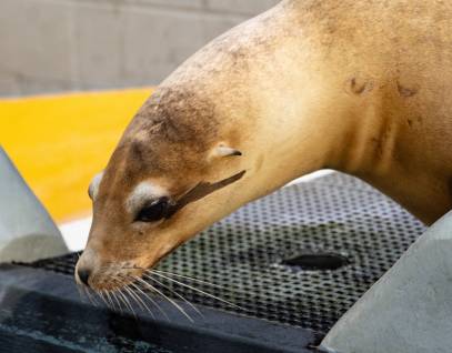 california sea lion alvin