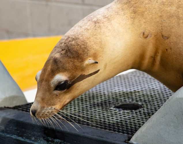 california sea lion alvin
