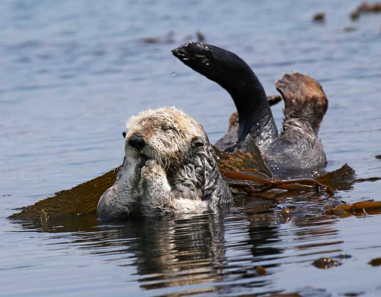 A sea otter rests on the ocean surface surrounded by kelp.