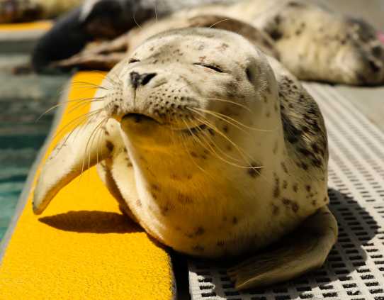 Pacific harbor seal Sionna