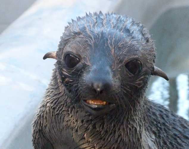 Guadalupe fur seal Alora
