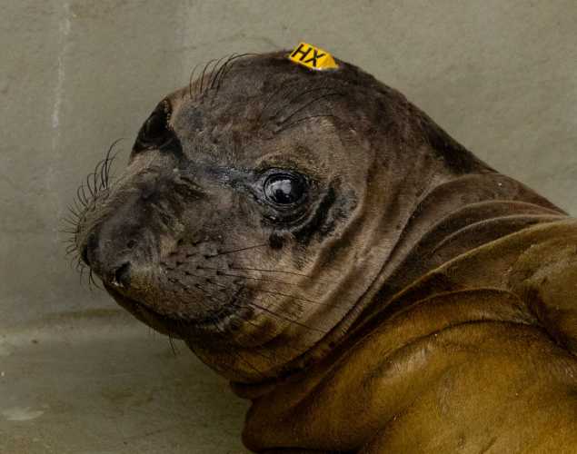 northern elephant seal pup cuyahoga