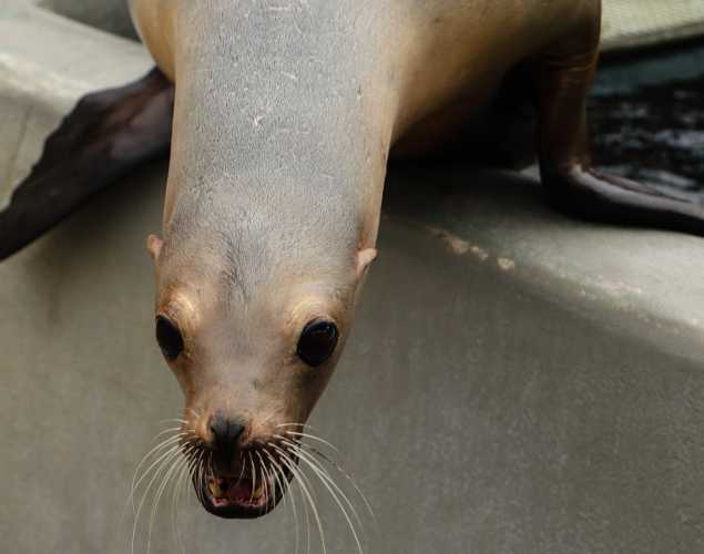 California sea lion Dominique