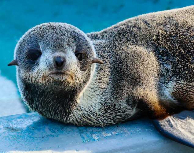 northern fur seal pup