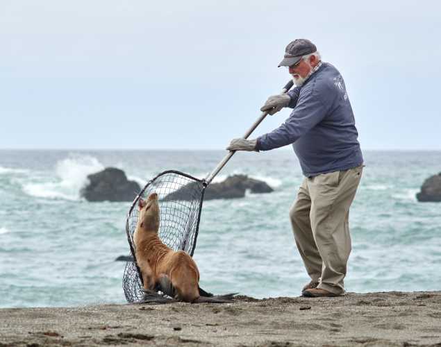 trained volunteer rescues an emaciated California sea lion