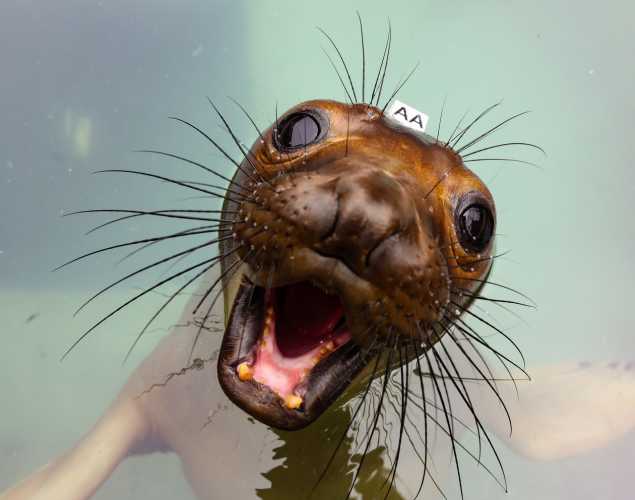 An An elephant seal’s face with long black whiskers and wide eyes emerges from the water. 