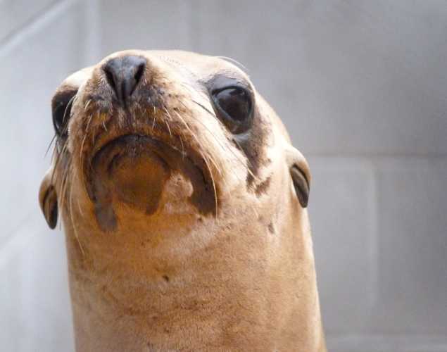 California sea lion Denver