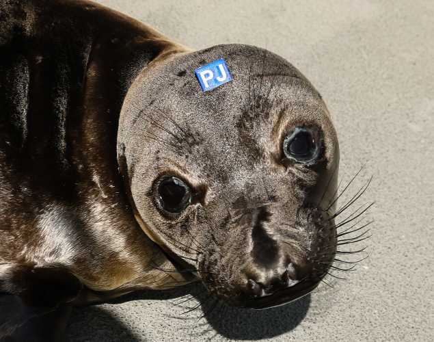 northern elephant seal Pilate