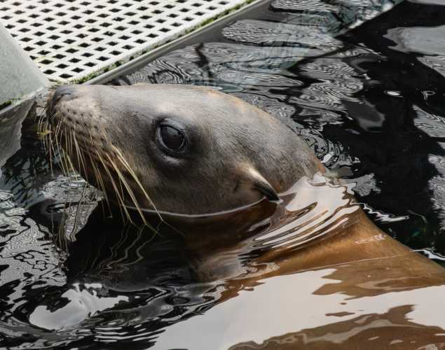 thunk california sea lion