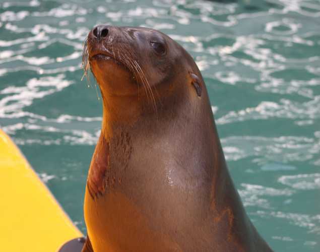 California sea lion Transom