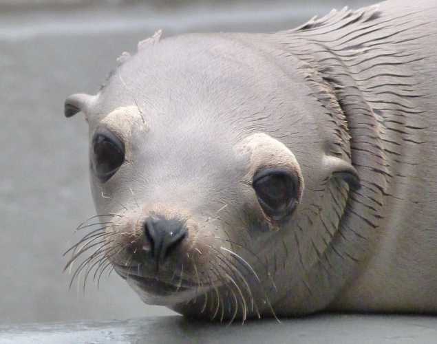California sea lion Geode