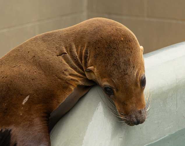 California sea lion Swiffy