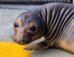 northern elephant seal