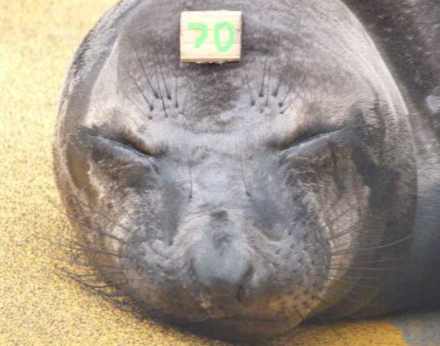 elephant seal Lumberjack