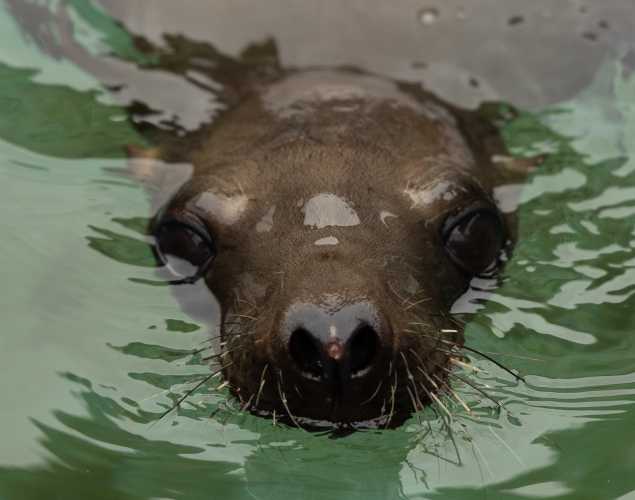 California sea lion Gage