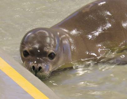 Hawaiian monk seal Mele