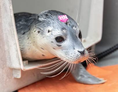 harbor seal Neeners