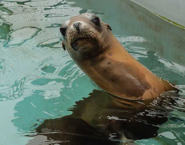 California sea lion