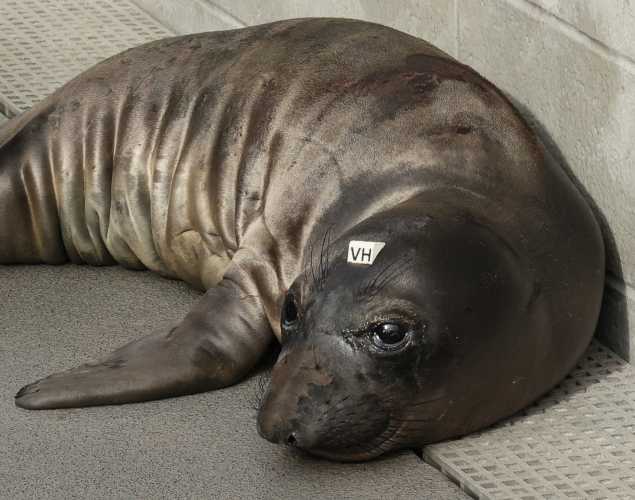 elephant seal Heathcliff