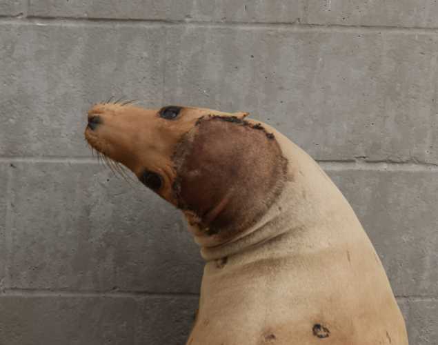 California sea lion Sayu
