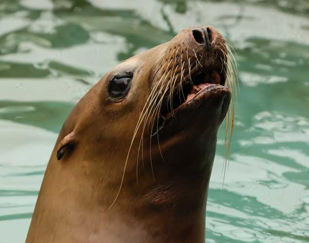 California sea lion Gina