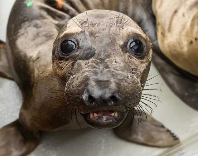 northern elephant seal Burst