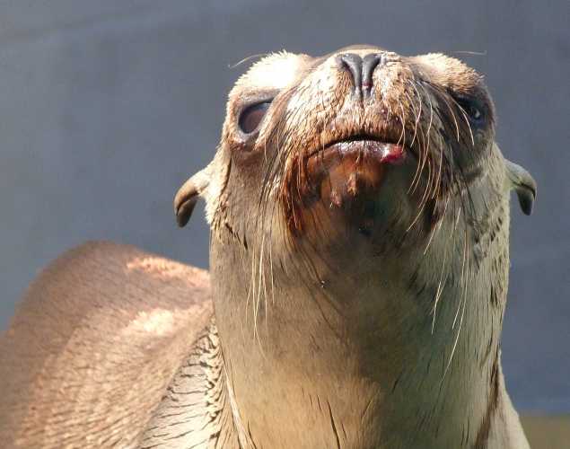 California sea lion Edamame
