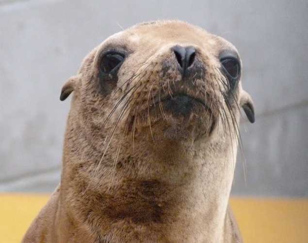 California sea lion Fondue