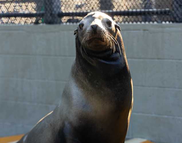 California sea lion
