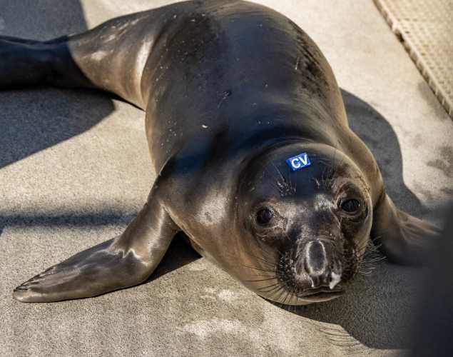 Northern elephant seal pup