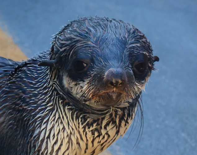 northern fur seal Rocinante
