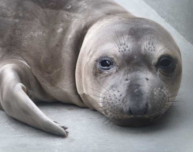 northern elephant seal Davonne